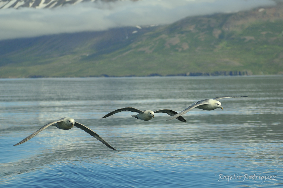 Imagen 5 de la galería de Islandia